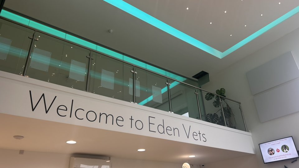 Eden Vets reception mezzanine and illuminated ceiling detail